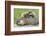 Woodchuck Family-W. Perry Conway-Framed Photographic Print