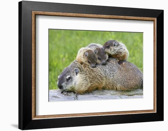 Woodchuck Family-W. Perry Conway-Framed Photographic Print