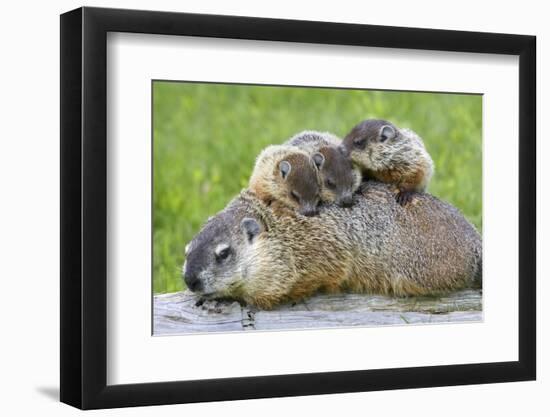 Woodchuck Family-W. Perry Conway-Framed Photographic Print