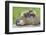 Woodchuck Family-W. Perry Conway-Framed Photographic Print