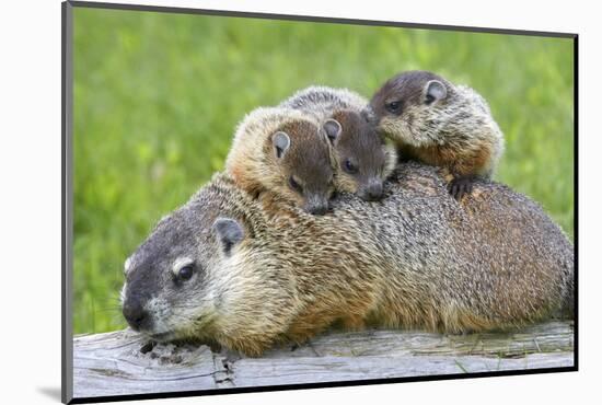 Woodchuck Family-W. Perry Conway-Mounted Photographic Print