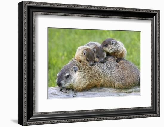 Woodchuck Family-W. Perry Conway-Framed Photographic Print