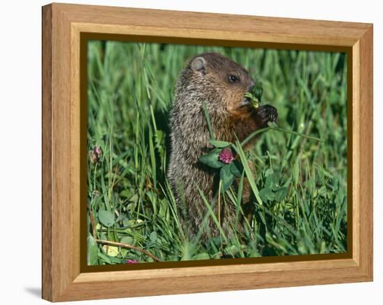 Woodchuck, Feeding, Minnesota, USA-Lynn M. Stone-Framed Premier Image Canvas