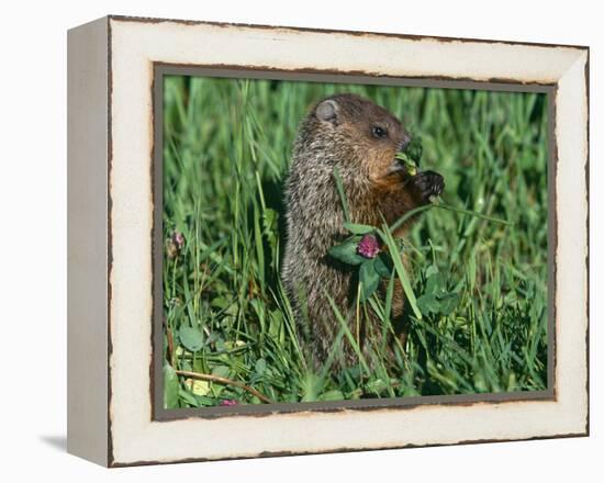 Woodchuck, Feeding, Minnesota, USA-Lynn M. Stone-Framed Premier Image Canvas