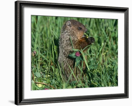 Woodchuck, Feeding, Minnesota, USA-Lynn M. Stone-Framed Photographic Print