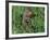 Woodchuck, Feeding, Minnesota, USA-Lynn M. Stone-Framed Photographic Print