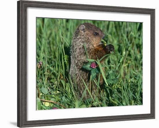 Woodchuck, Feeding, Minnesota, USA-Lynn M. Stone-Framed Photographic Print