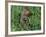 Woodchuck, Feeding, Minnesota, USA-Lynn M. Stone-Framed Photographic Print