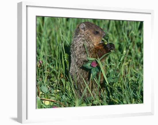 Woodchuck, Feeding, Minnesota, USA-Lynn M. Stone-Framed Photographic Print