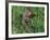 Woodchuck, Feeding, Minnesota, USA-Lynn M. Stone-Framed Photographic Print