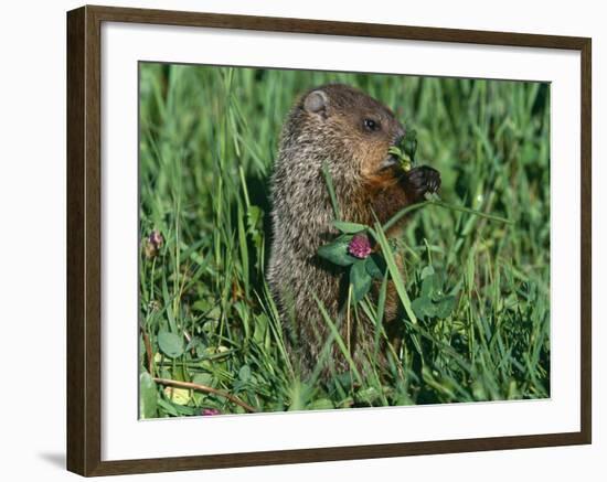 Woodchuck, Feeding, Minnesota, USA-Lynn M. Stone-Framed Photographic Print