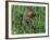 Woodchuck, Feeding, Minnesota, USA-Lynn M. Stone-Framed Photographic Print