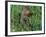 Woodchuck, Feeding, Minnesota, USA-Lynn M. Stone-Framed Photographic Print