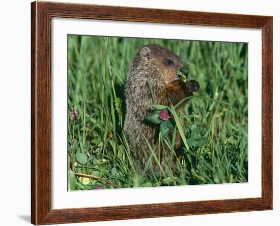 Woodchuck, Feeding, Minnesota, USA-Lynn M. Stone-Framed Photographic Print