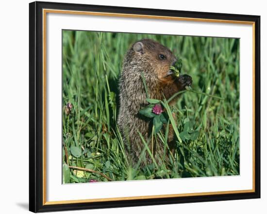 Woodchuck, Feeding, Minnesota, USA-Lynn M. Stone-Framed Photographic Print