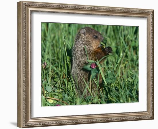 Woodchuck, Feeding, Minnesota, USA-Lynn M. Stone-Framed Photographic Print