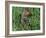 Woodchuck, Feeding, Minnesota, USA-Lynn M. Stone-Framed Photographic Print