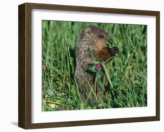 Woodchuck, Feeding, Minnesota, USA-Lynn M. Stone-Framed Photographic Print