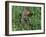 Woodchuck, Feeding, Minnesota, USA-Lynn M. Stone-Framed Photographic Print