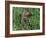 Woodchuck, Feeding, Minnesota, USA-Lynn M. Stone-Framed Photographic Print