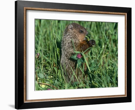 Woodchuck, Feeding, Minnesota, USA-Lynn M. Stone-Framed Photographic Print