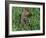 Woodchuck, Feeding, Minnesota, USA-Lynn M. Stone-Framed Photographic Print