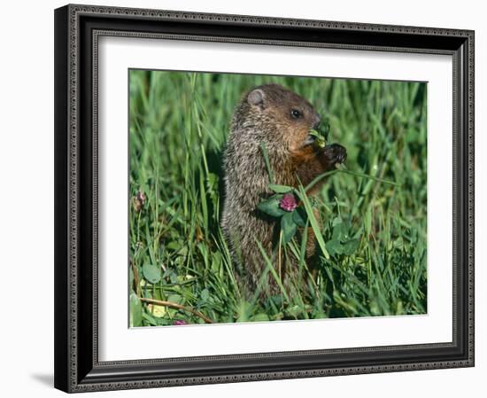 Woodchuck, Feeding, Minnesota, USA-Lynn M. Stone-Framed Photographic Print