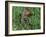 Woodchuck, Feeding, Minnesota, USA-Lynn M. Stone-Framed Photographic Print