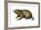 Woodchuck (Marmota Monax), Mammals-Encyclopaedia Britannica-Framed Art Print