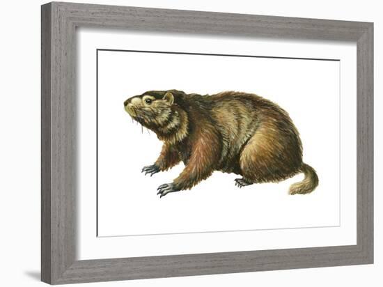 Woodchuck (Marmota Monax), Mammals-Encyclopaedia Britannica-Framed Art Print