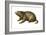 Woodchuck (Marmota Monax), Mammals-Encyclopaedia Britannica-Framed Art Print