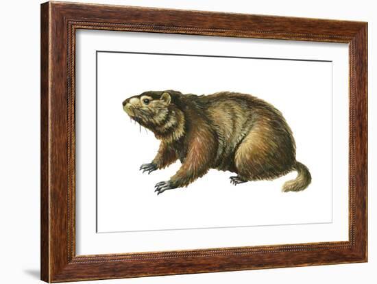 Woodchuck (Marmota Monax), Mammals-Encyclopaedia Britannica-Framed Art Print