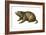 Woodchuck (Marmota Monax), Mammals-Encyclopaedia Britannica-Framed Art Print