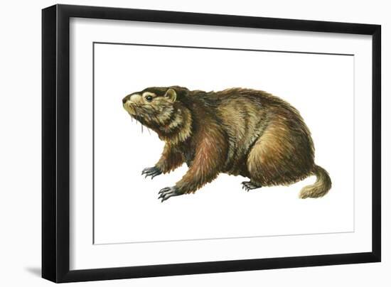 Woodchuck (Marmota Monax), Mammals-Encyclopaedia Britannica-Framed Art Print