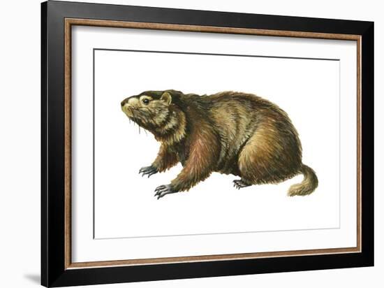 Woodchuck (Marmota Monax), Mammals-Encyclopaedia Britannica-Framed Art Print