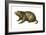 Woodchuck (Marmota Monax), Mammals-Encyclopaedia Britannica-Framed Art Print