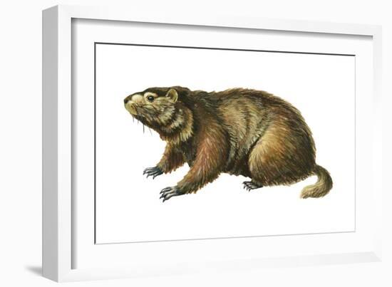 Woodchuck (Marmota Monax), Mammals-Encyclopaedia Britannica-Framed Art Print