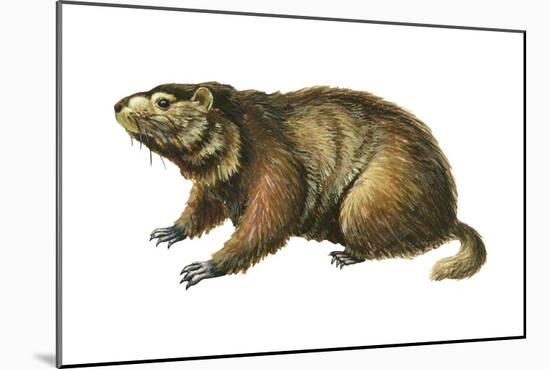 Woodchuck (Marmota Monax), Mammals-Encyclopaedia Britannica-Mounted Art Print