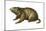 Woodchuck (Marmota Monax), Mammals-Encyclopaedia Britannica-Mounted Art Print