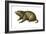 Woodchuck (Marmota Monax), Mammals-Encyclopaedia Britannica-Framed Art Print