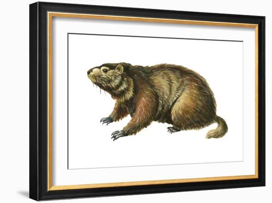 Woodchuck (Marmota Monax), Mammals-Encyclopaedia Britannica-Framed Art Print