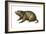 Woodchuck (Marmota Monax), Mammals-Encyclopaedia Britannica-Framed Art Print