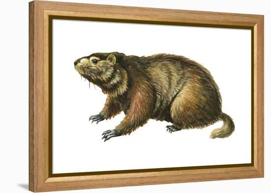 Woodchuck (Marmota Monax), Mammals-Encyclopaedia Britannica-Framed Stretched Canvas