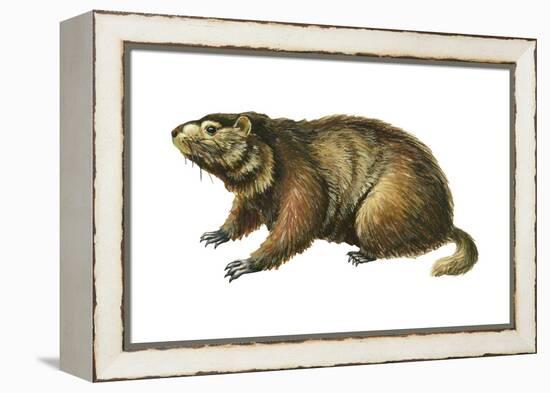 Woodchuck (Marmota Monax), Mammals-Encyclopaedia Britannica-Framed Stretched Canvas