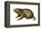 Woodchuck (Marmota Monax), Mammals-Encyclopaedia Britannica-Framed Stretched Canvas