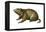 Woodchuck (Marmota Monax), Mammals-Encyclopaedia Britannica-Framed Stretched Canvas