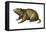 Woodchuck (Marmota Monax), Mammals-Encyclopaedia Britannica-Framed Stretched Canvas