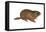 Woodchuck (Marmota Monax), Mammals-Encyclopaedia Britannica-Framed Stretched Canvas