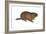 Woodchuck (Marmota Monax), Mammals-Encyclopaedia Britannica-Framed Art Print