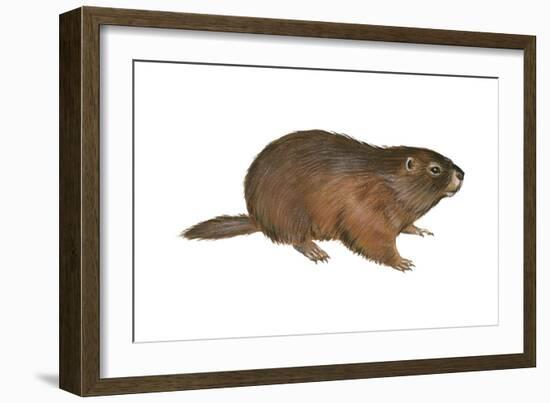 Woodchuck (Marmota Monax), Mammals-Encyclopaedia Britannica-Framed Art Print